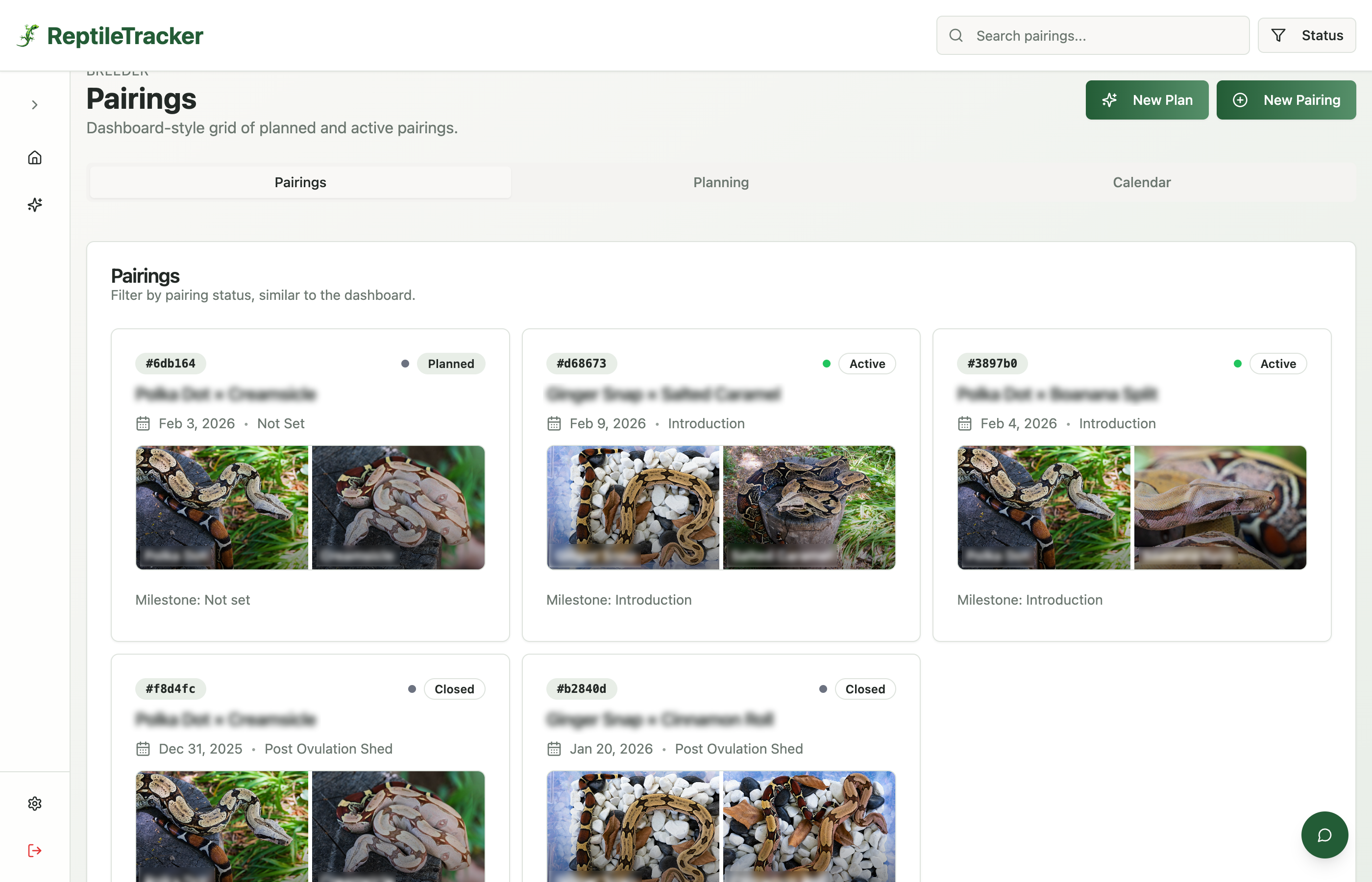 Reptile Tracker breeding pairing page showing sire and dam genetics, automated milestones, and expected due dates