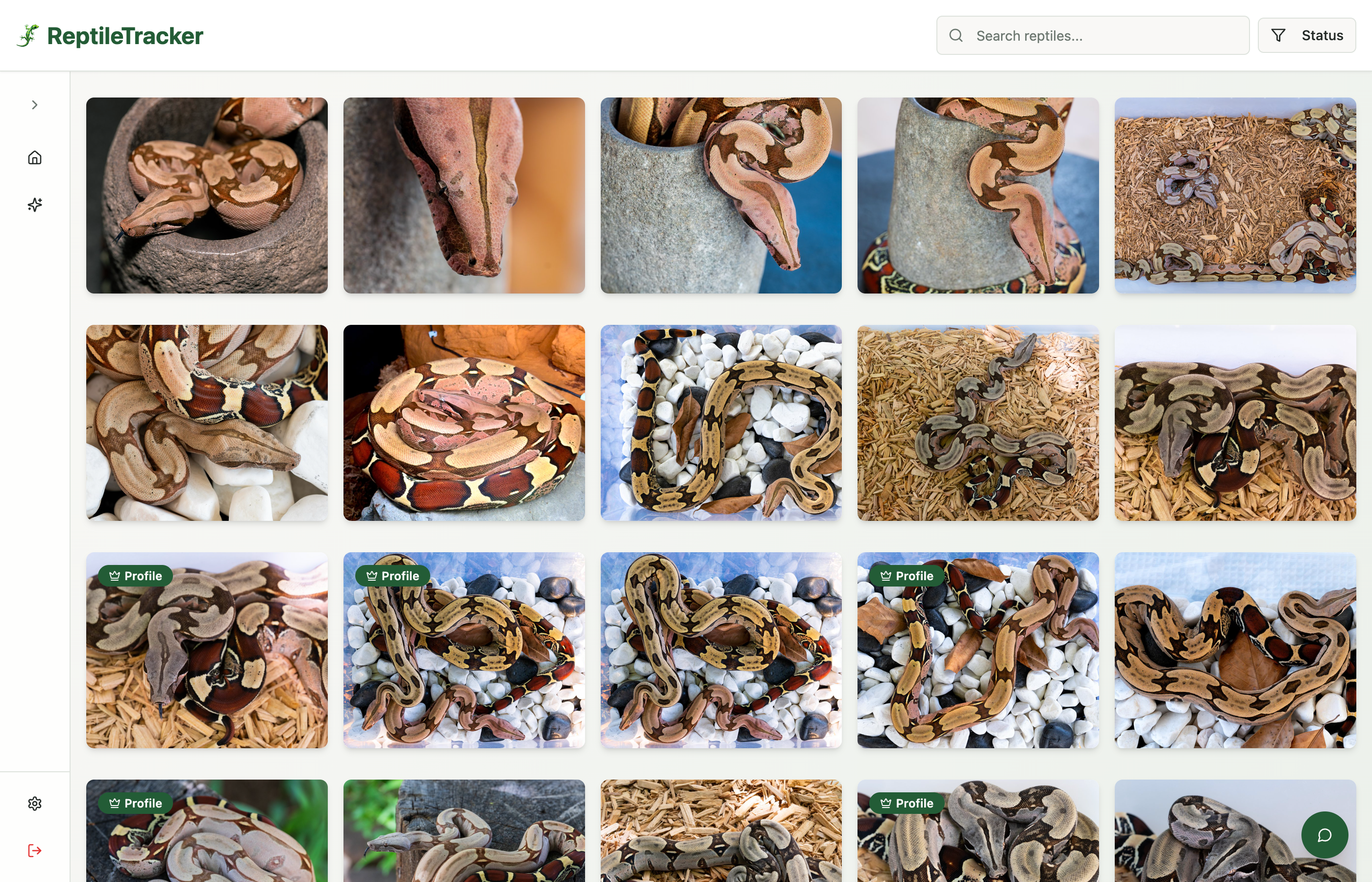 Reptile Tracker photo wall gallery showing organized reptile pictures and growth timelines